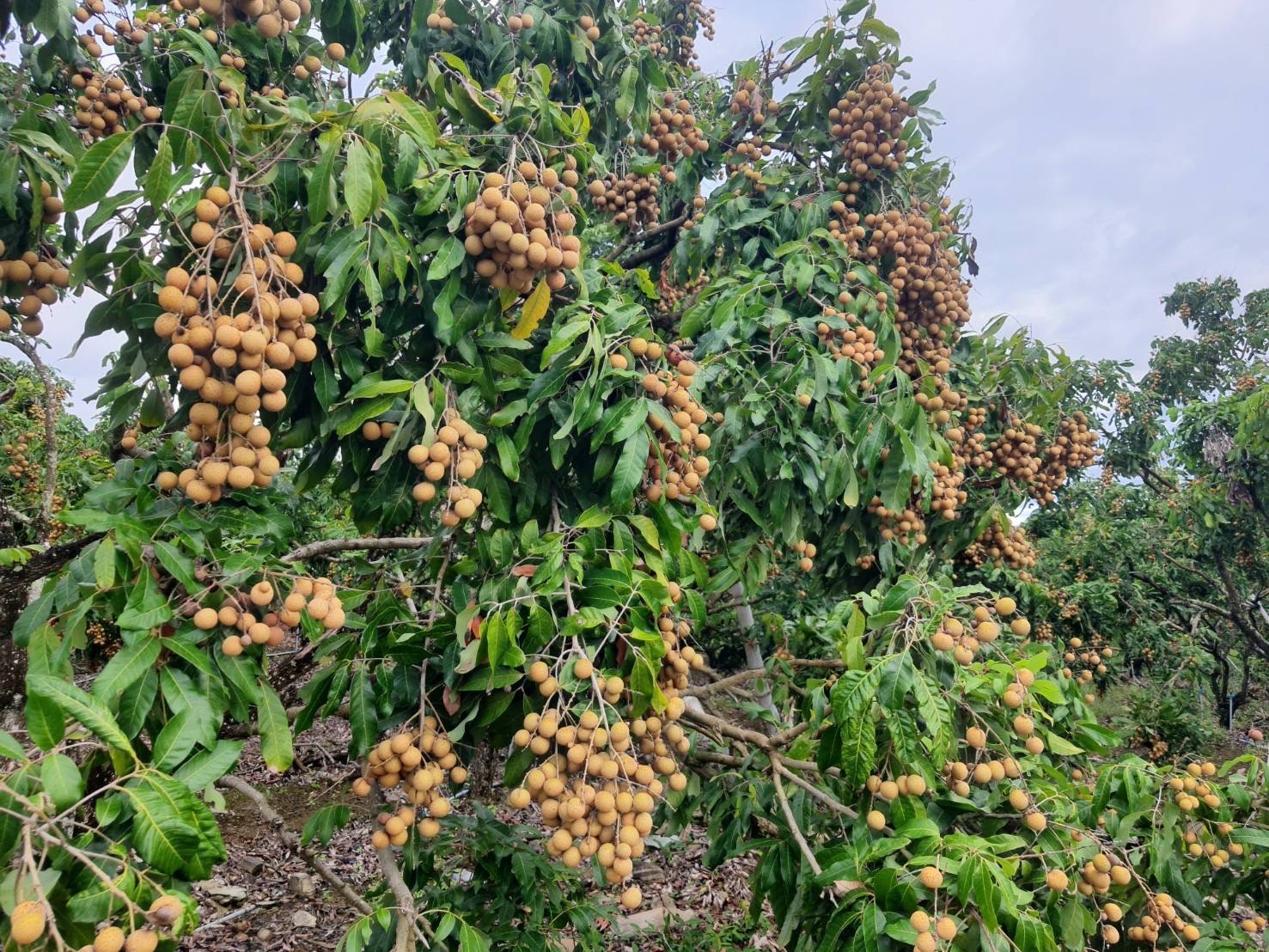 ผลไม้ส่งออก