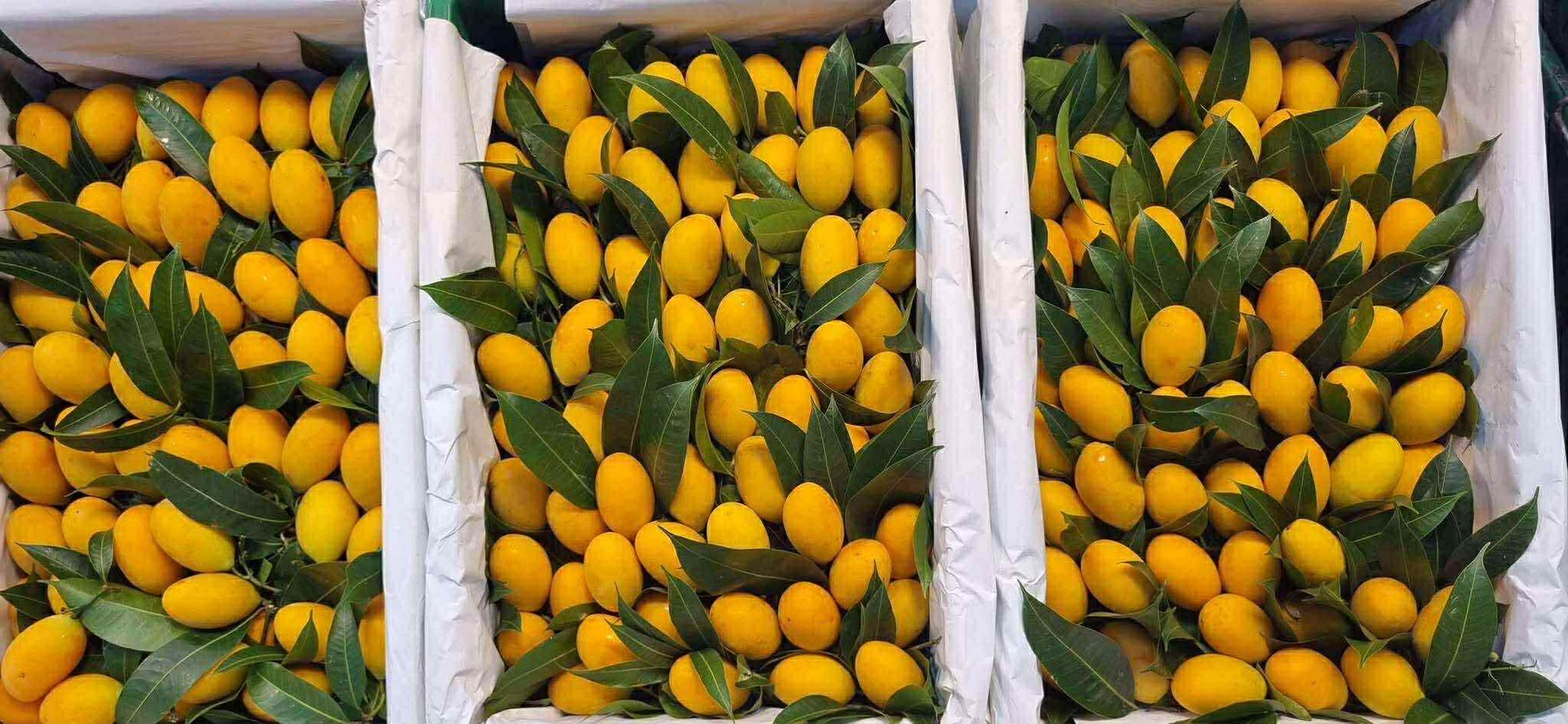 ผลไม้ส่งออก 1