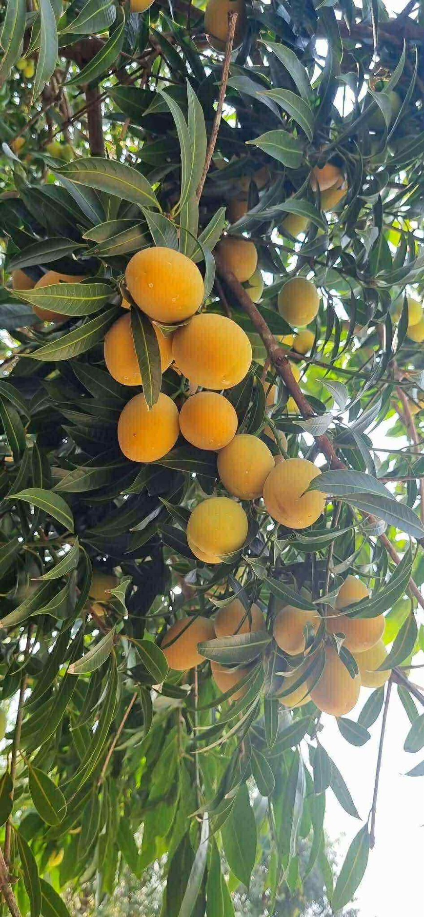 ผลไม้ส่งออก 2