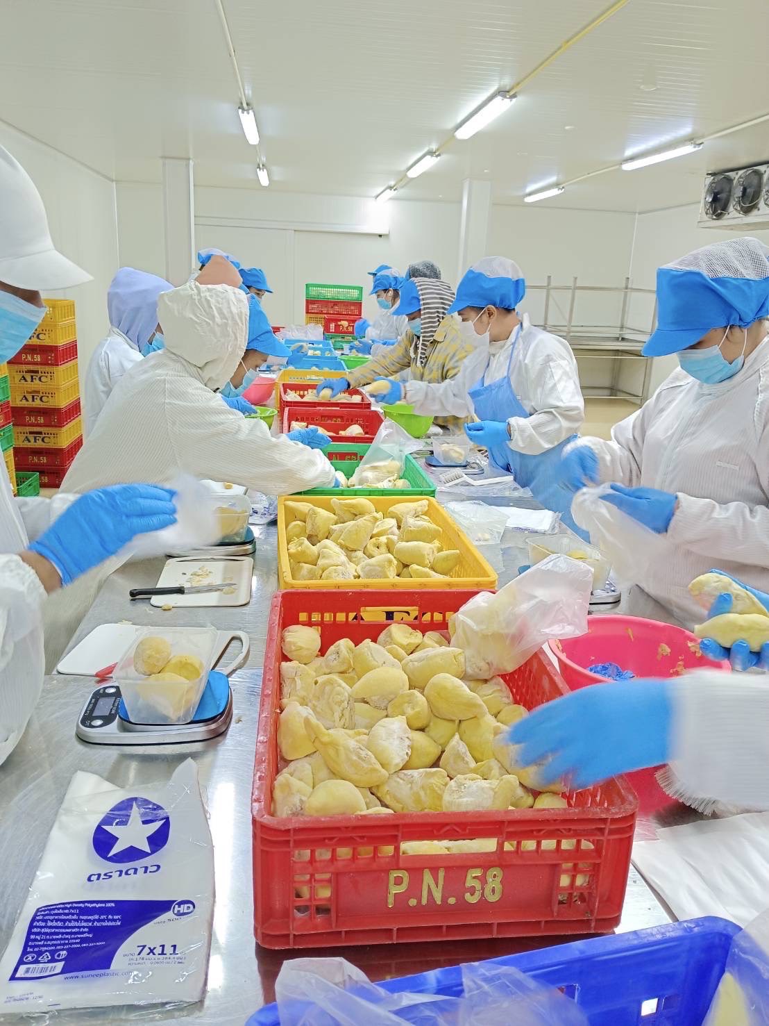 ผลไม้ส่งออก 4