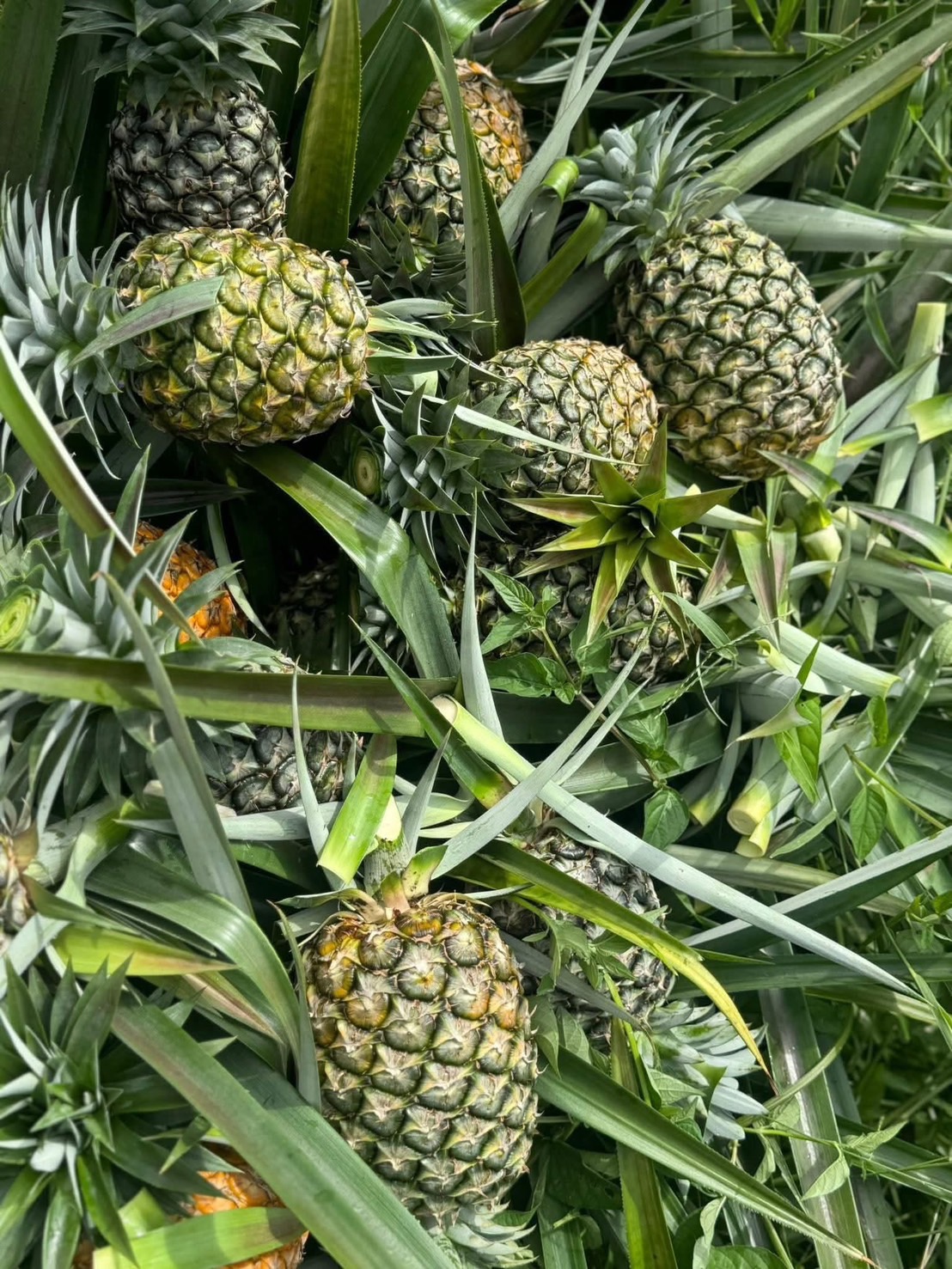 ผลไม้ส่งออก 9