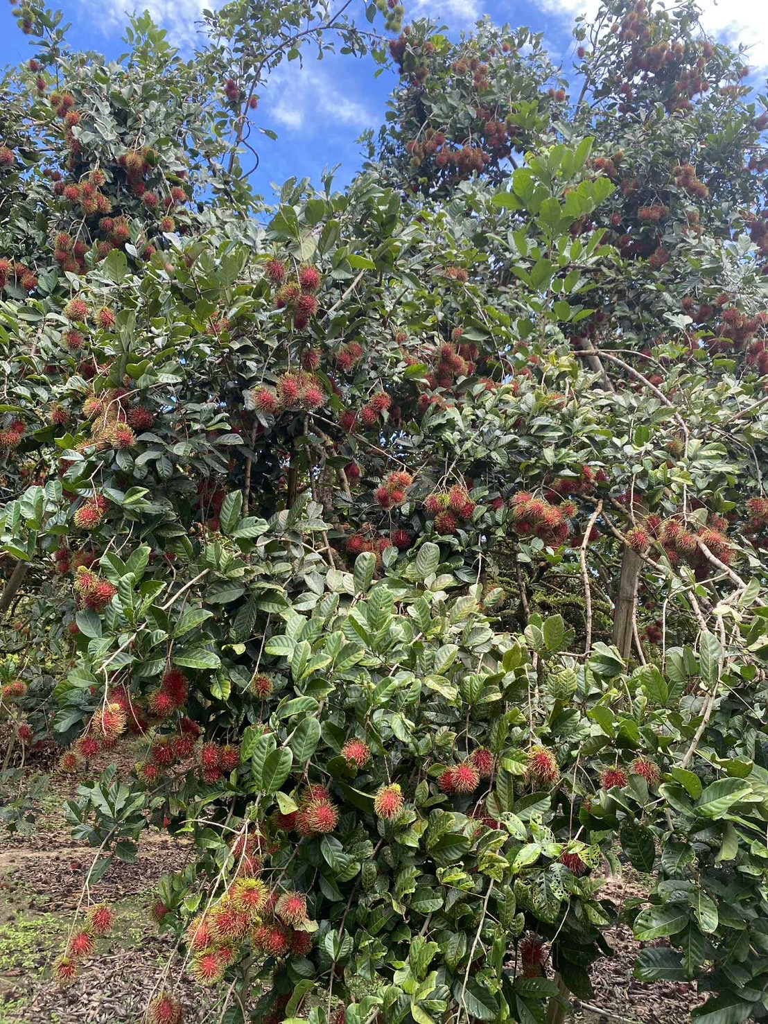 ผลไม้ส่งออก 11