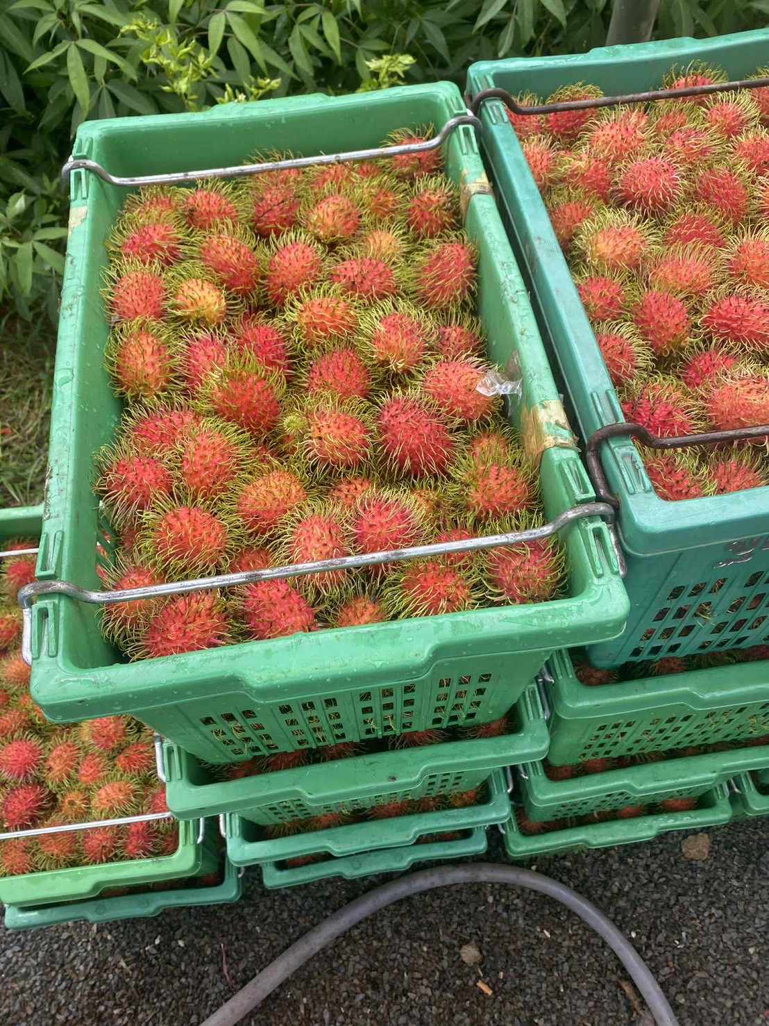 ผลไม้ส่งออก 12