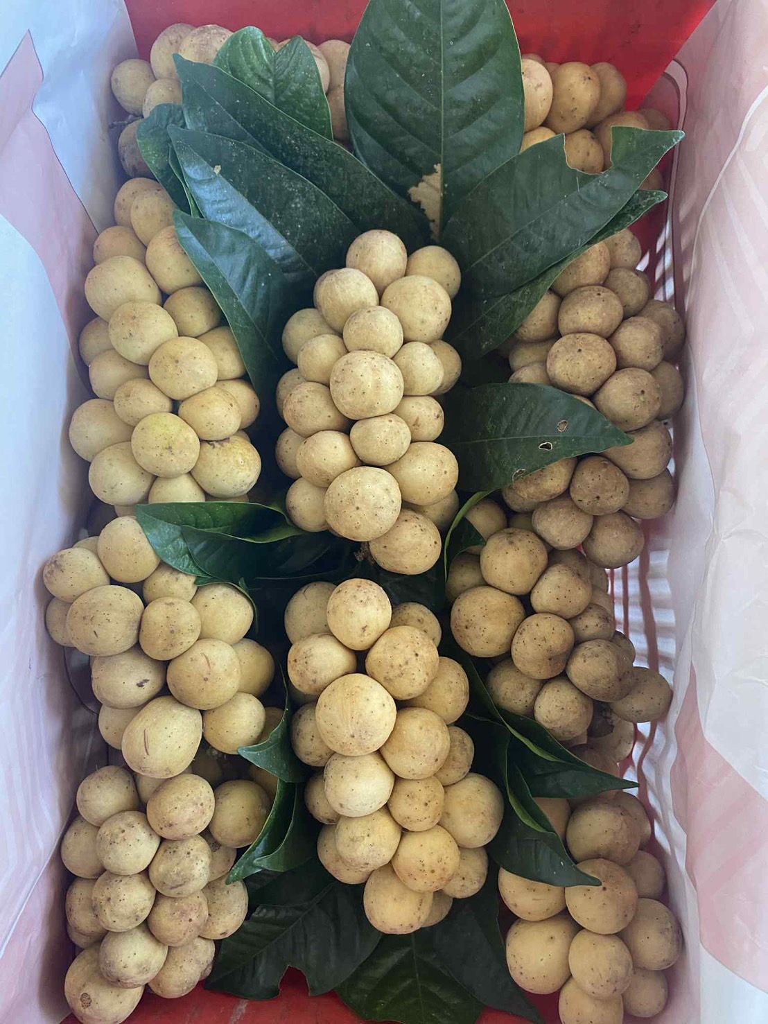 ผลไม้ส่งออก 1