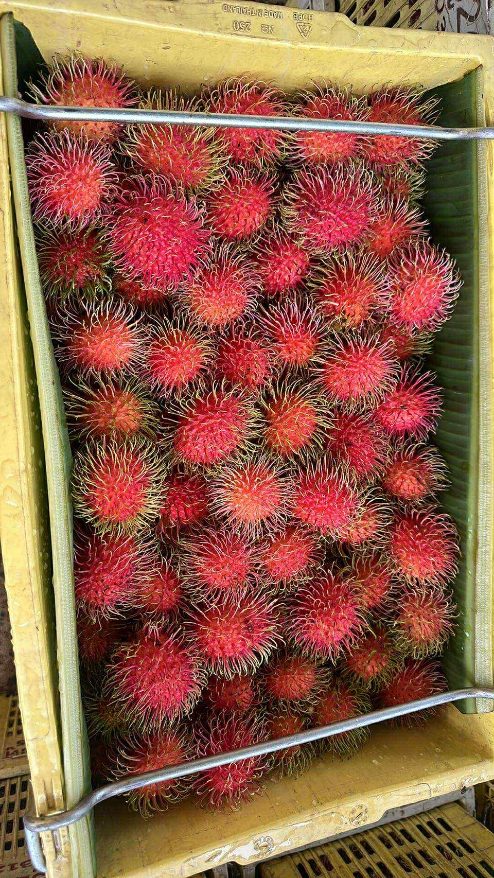 ผลไม้ส่งออก 2