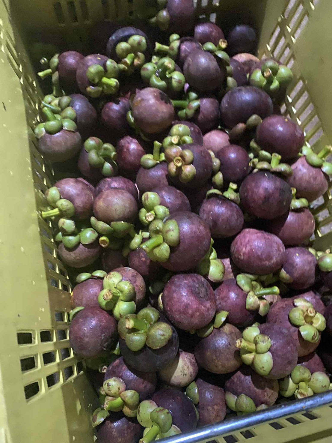 ผลไม้ส่งออก 3