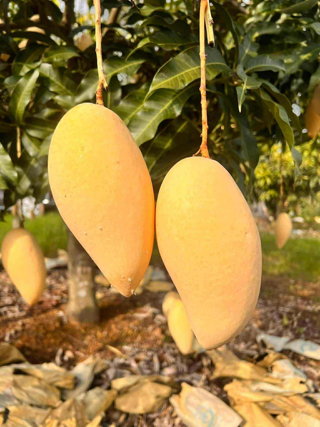 ผลไม้ส่งออก 4