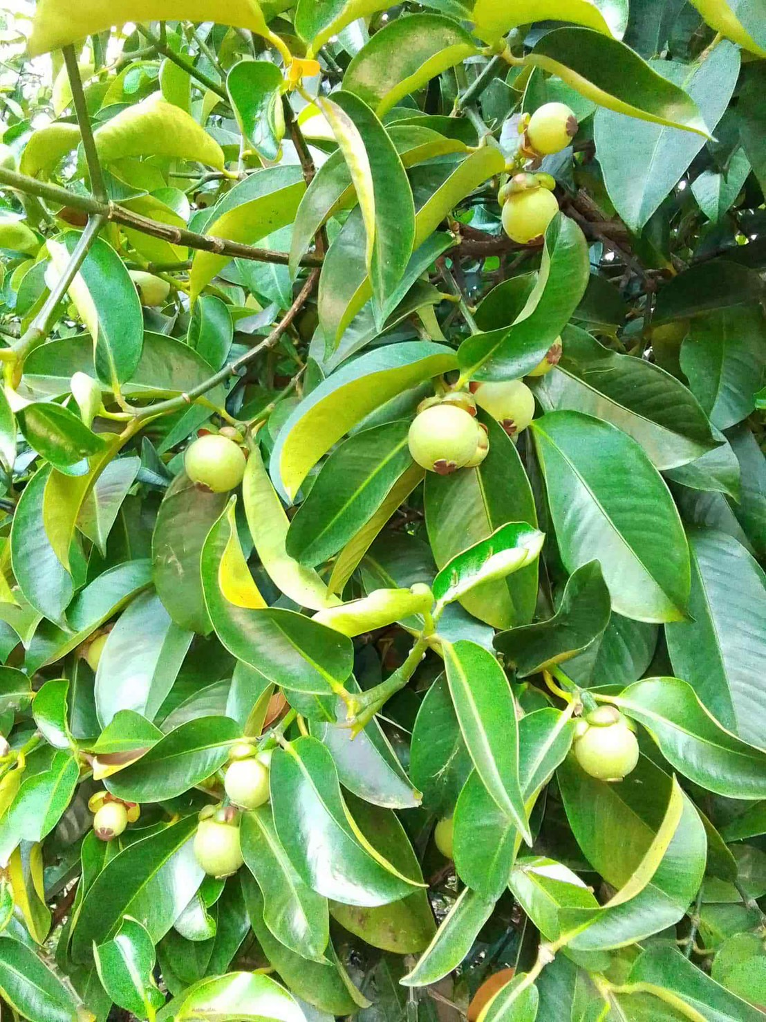 ผลไม้ส่งออก 6