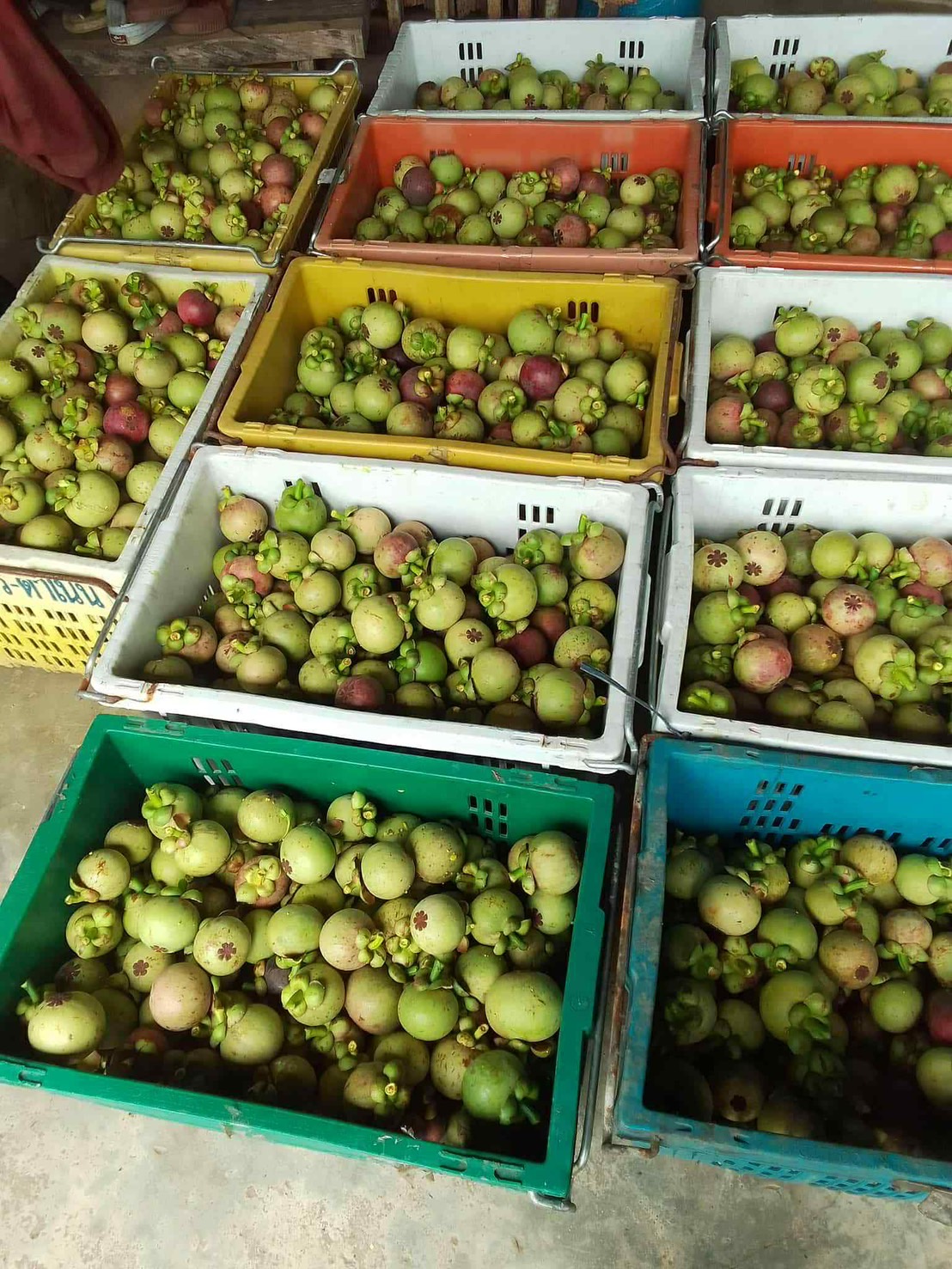 ผลไม้ส่งออก 5