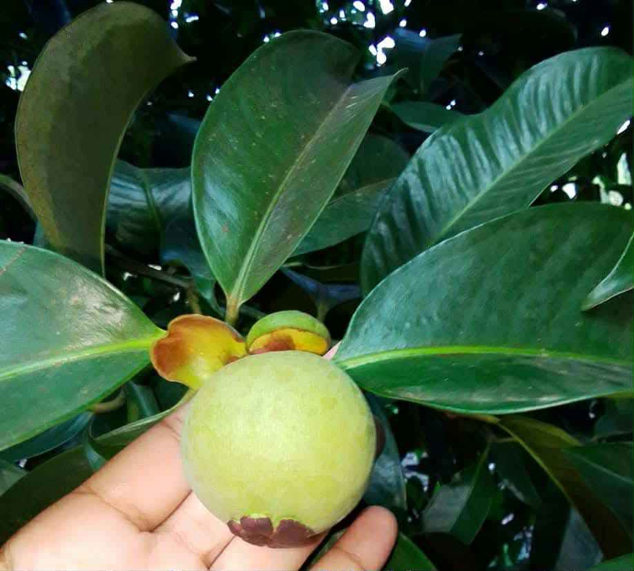 ผลไม้ส่งออก 6