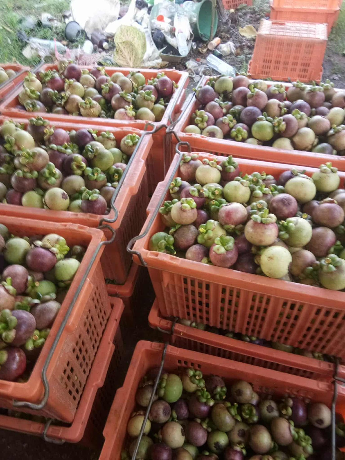 ผลไม้ตามฤดูกาล 1