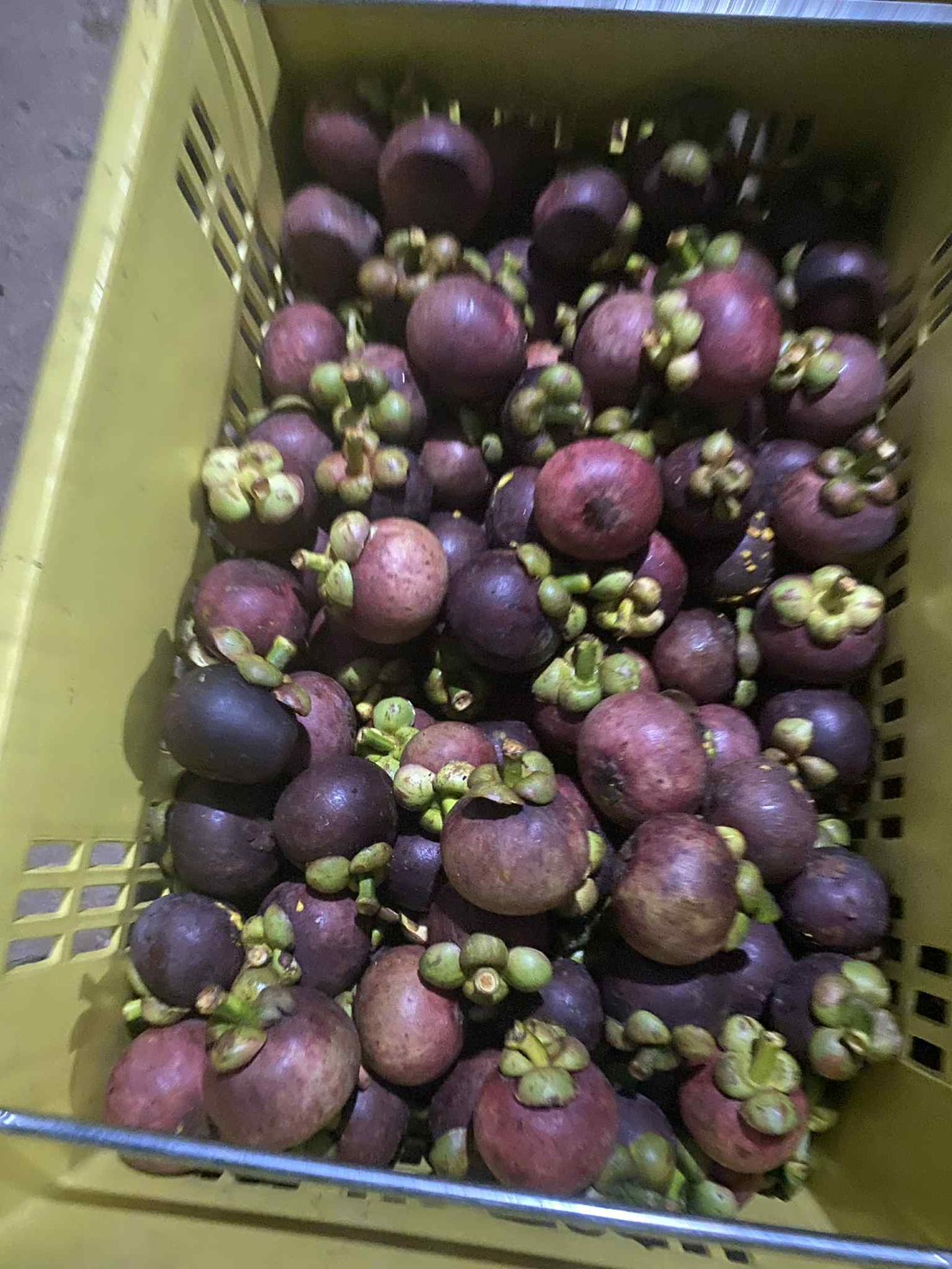 ผลไม้ตามฤดูกาล 2