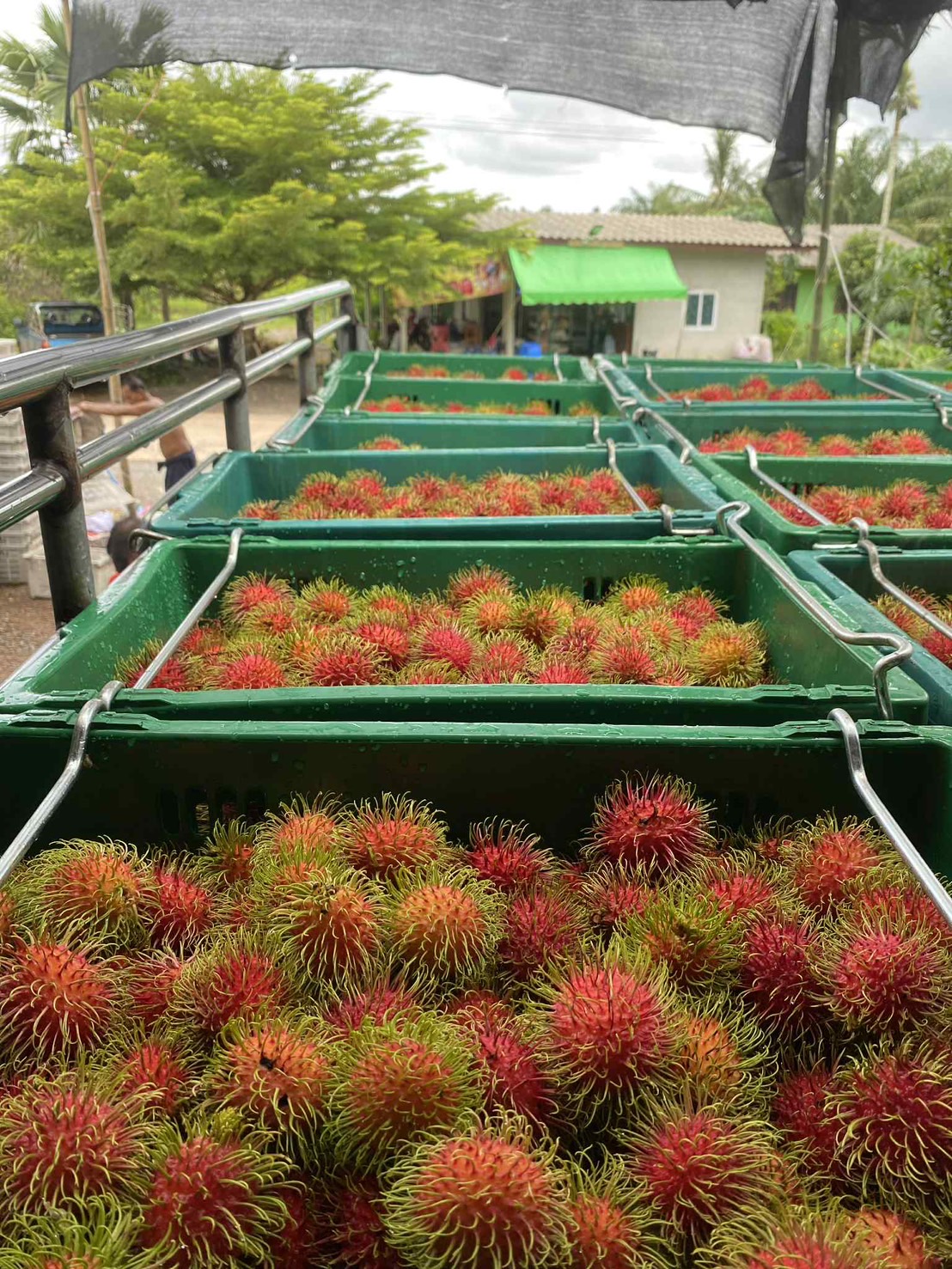 ผลไม้ตามฤดูกาล 3