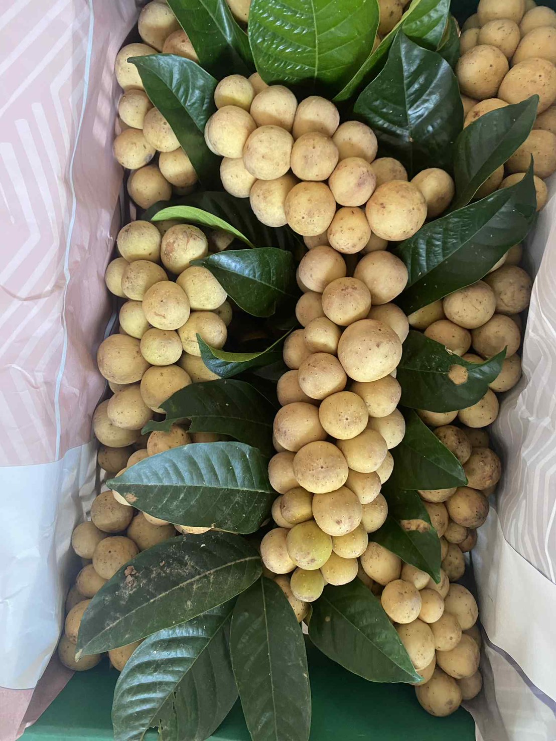 ผลไม้ตามฤดูกาล 4